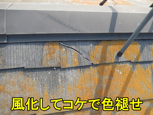 7スレートにコケ