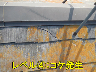 5スレートにコケ2