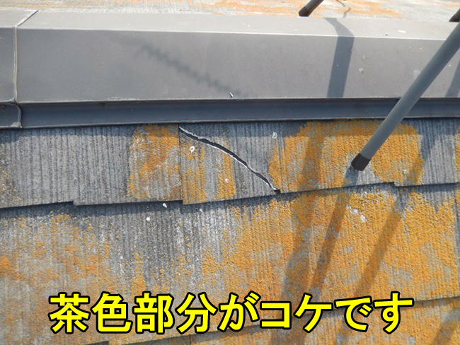 5スレートにコケ