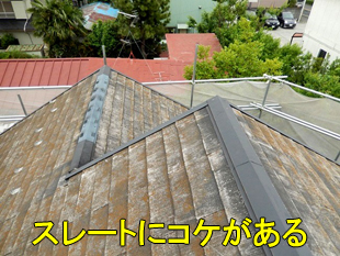 10スレートコケ小