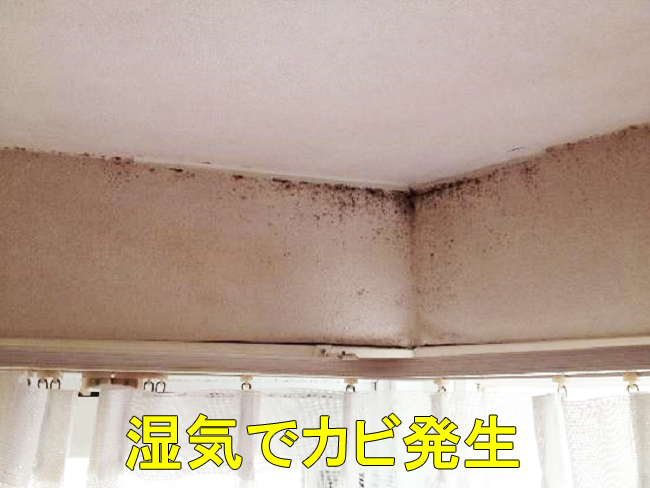 10天井カビ