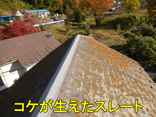 15スレートにコケ