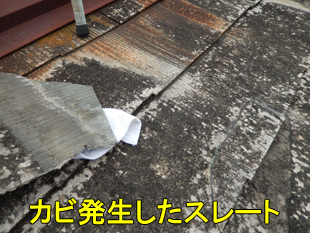 15スレートカビ
