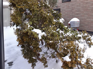 42雪止め:植木