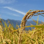 長野県 屋根修理