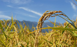 長野県 屋根修理
