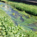 落合川と南沢湧水群