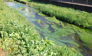 落合川と南沢湧水群
