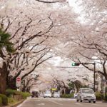 相模原市役所さくら通り