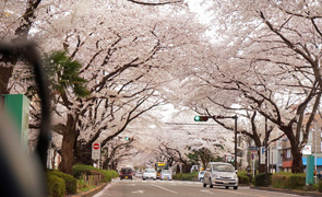 相模原市役所さくら通り