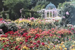 京成バラ園